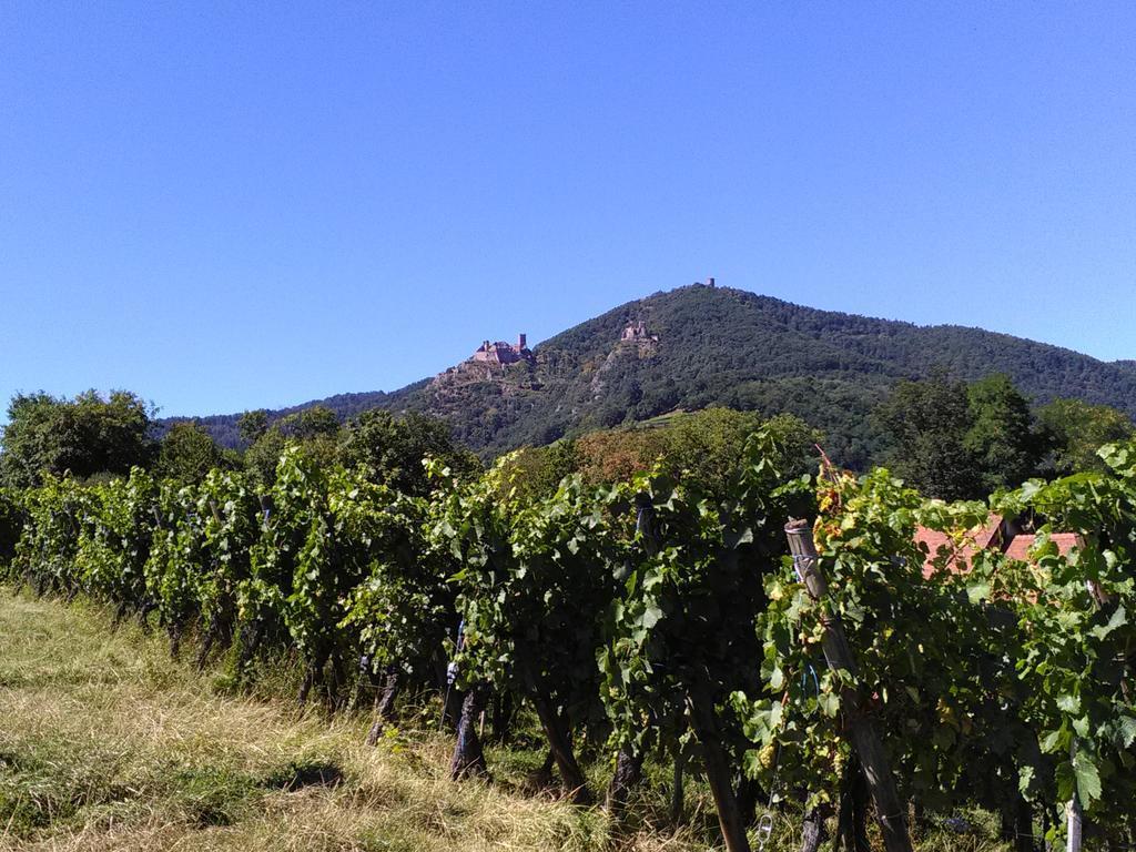 Gites & Camping On The Route Des Vins Bergheim Exterior foto